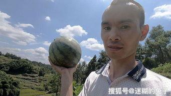 亲手摘瓜吃现场视频播放,亲手摘瓜品尝，感受田园乐趣