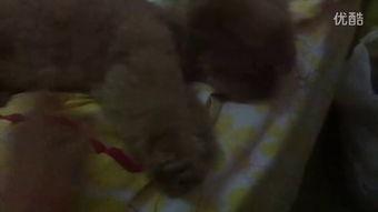 搞笑认真吃瓜视频在线观看,在线观看，欢乐无限