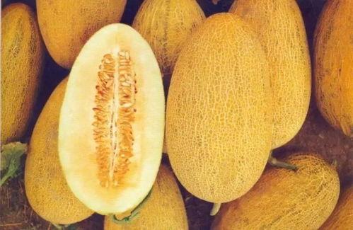 新疆爷爷吃哈密瓜视频