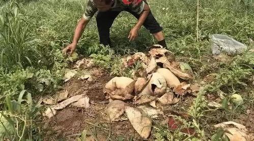 桑植吃瓜事件视频最新