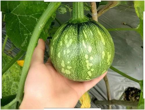 福建家长吃瓜视频,揭秘家庭教育背后的热点话题