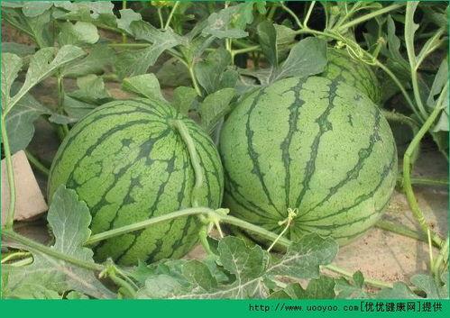 吃麒麟瓜的坏处和好处视频,揭秘其神奇功效与潜在风险