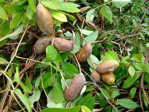 八月瓜筋怎么吃最好吃视频,视频教你轻松享美食