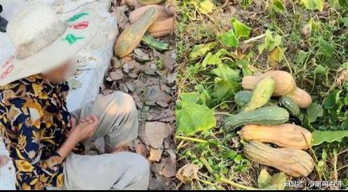 瓜烂了能挖掉吃吗视频讲解,瓜烂了还能挖掉食用吗？专家揭秘