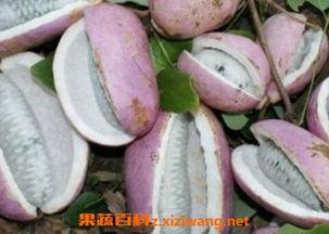 八月瓜怎么挑籽吃的视频,八月瓜籽挑选与食用技巧揭秘