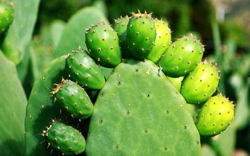 牛大瓜吃仙人掌视频,滋味如何？惊险瞬间大揭秘！