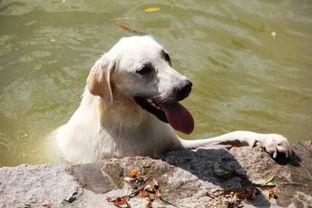 狗狗买哈密瓜可以吃吗视频,美味还是禁忌？