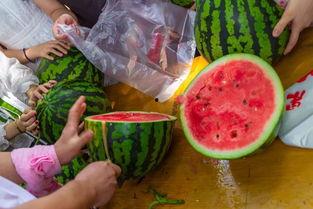 广州情人节吃瓜视频,甜蜜瓜语里的浪漫瞬间