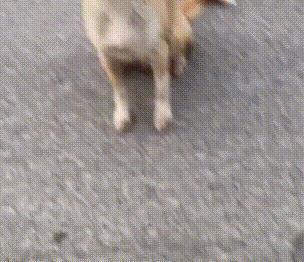 幼犬可以吃土瓜吗视频教程