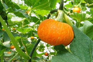 上海二中视频吃瓜,一场“吃瓜”事件的背后