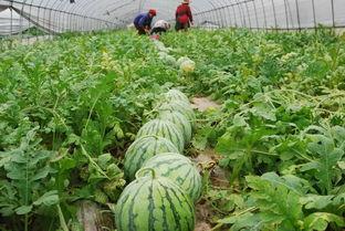 阜阳海伦司吃瓜视频,一场网络热议的瓜田奇遇