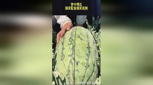 吃瓜视频恶搞声音大全,吃瓜视频恶搞声音大全精选