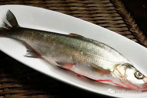 鱼闪闪吃瓜视频在线观看