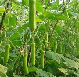 吃瓠瓜要去皮嘛视频讲解,视频讲解助你轻松烹饪