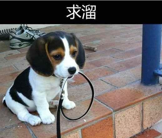 和侄子吵架狗吃瓜视频