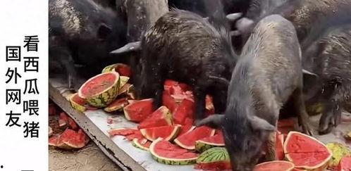 辟谣现场吃大瓜视频