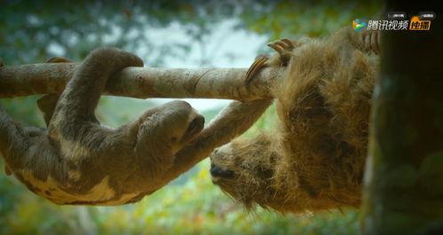 偷拍神兽吃瓜视频大全下载,偷拍神兽吃瓜视频大全下载全记录