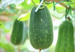 夏天吃哪五种瓜好呢视频,五种最佳夏日瓜类推荐