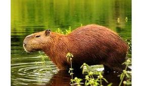 水豚吃瓜记原视频