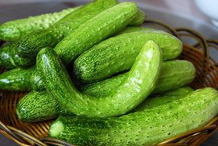 黄瓜猫吃瓜视频大全下载,趣味横生的萌宠瞬间