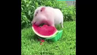猪猪吃瓜视频播放