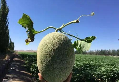 吃哈密瓜真的很甜吗视频,真的那么甜吗？