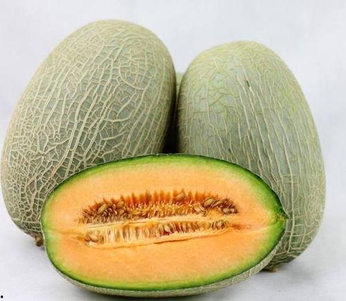 吃哈密瓜猴子会死吗视频,猴子食用真相大揭秘