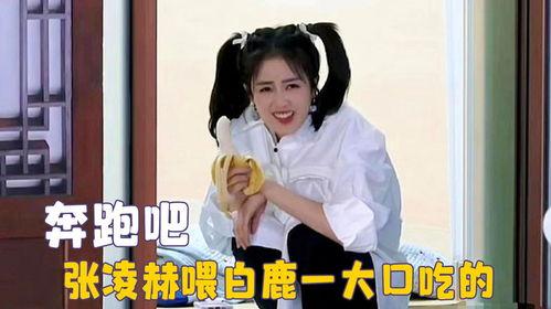 白鹿吃瓜现场视频大全,趣味瞬间大盘点