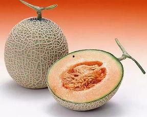 吃货小技巧哈密瓜视频,吃货必备小技巧大揭秘