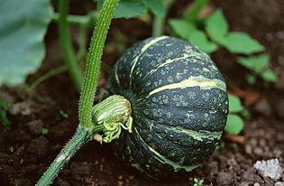 吃黄皮瓜危害视频大全下载,视频大全警示录