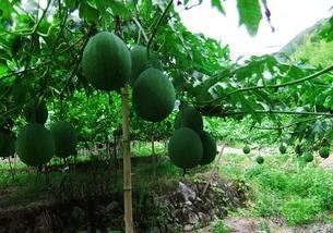 吊瓜切成小块怎么吃视频