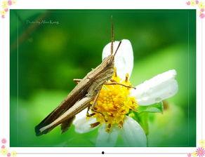 蚂蚱会吃角瓜花吗视频