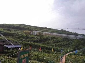 崇义县吃瓜事件视频播放,视频曝光引发网友热议