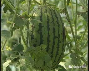 萧山吃瓜事件最新进展视频